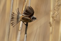 Moudivlacek luzni - Remiz pendulinus - Eurasian Penduline-Tit 0949